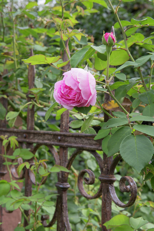 Rosa gertrude Jekyll, Fragrant, Robust, Often Blooming At The Old Iron Fence Photograph by Karlheinz Steinberger