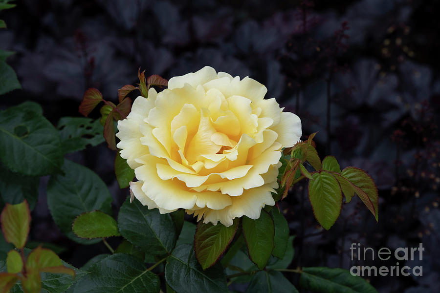 Rosa Glorious Interictira Flower Photograph by Tim Gainey