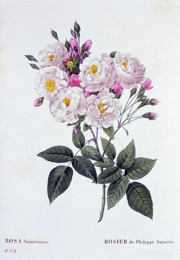 Rosa Noisettiana Drawing by Heritage Images