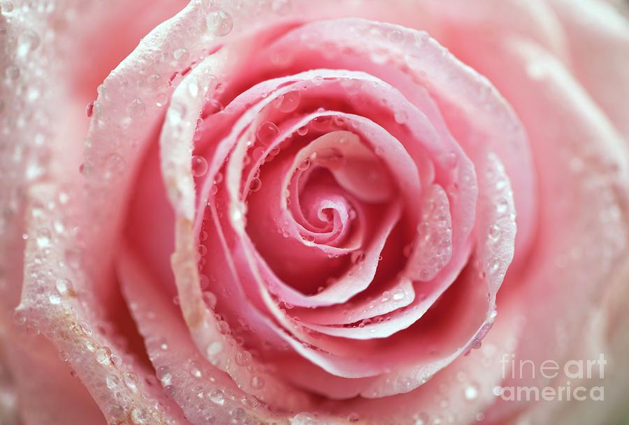 Rosa pink Heaven Photograph by Ian Gowland/science Photo Library