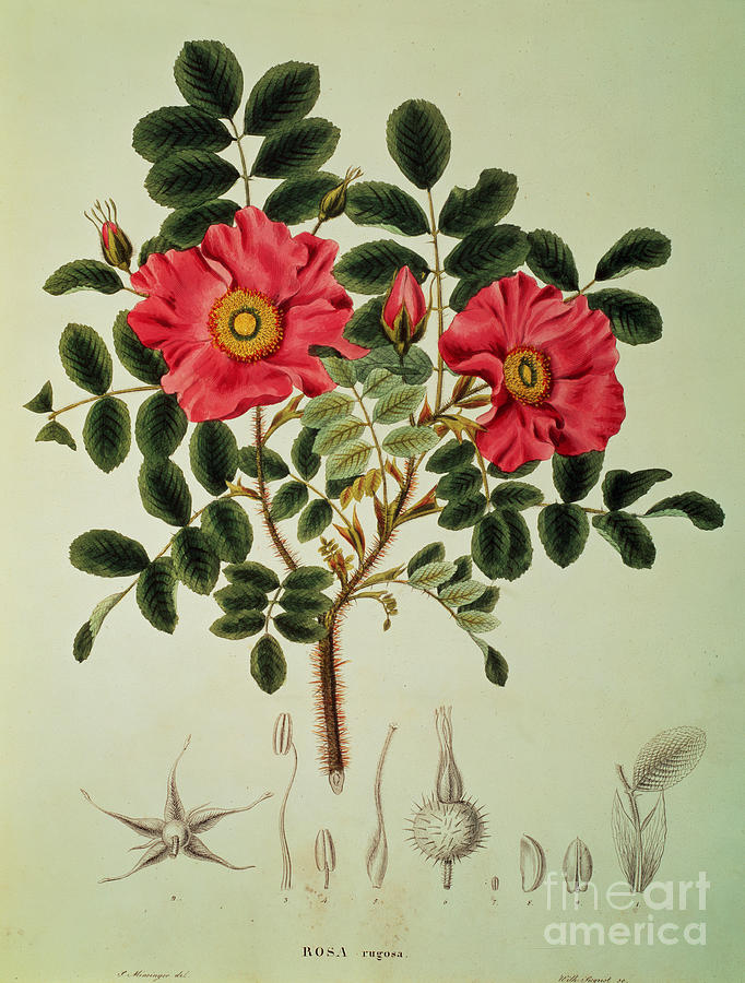 Rosa Rugosa, From Flora Japonica, Vol 1 By Von Siebold And Zuccarini, 1835 Painting by European School