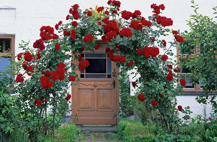 Rosa santana red Climbing Rose On Rose Arch Photograph by Friedrich Strauss