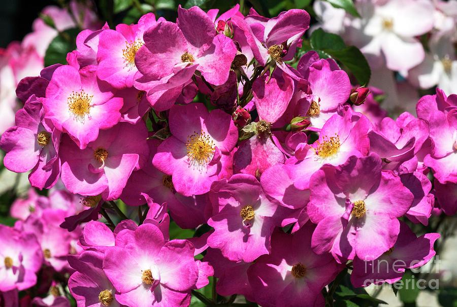 Rosa 'siesta' Flowers Photograph by Brian Gadsby/science Photo Library ...