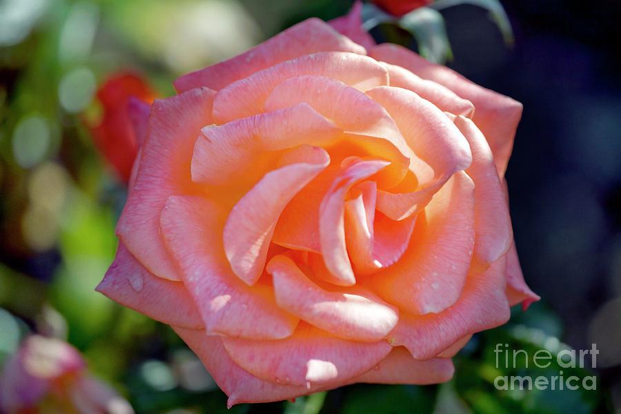 Rosa sunset Boulevard = harbabble) Photograph by Dr Keith Wheeler/science Photo Library