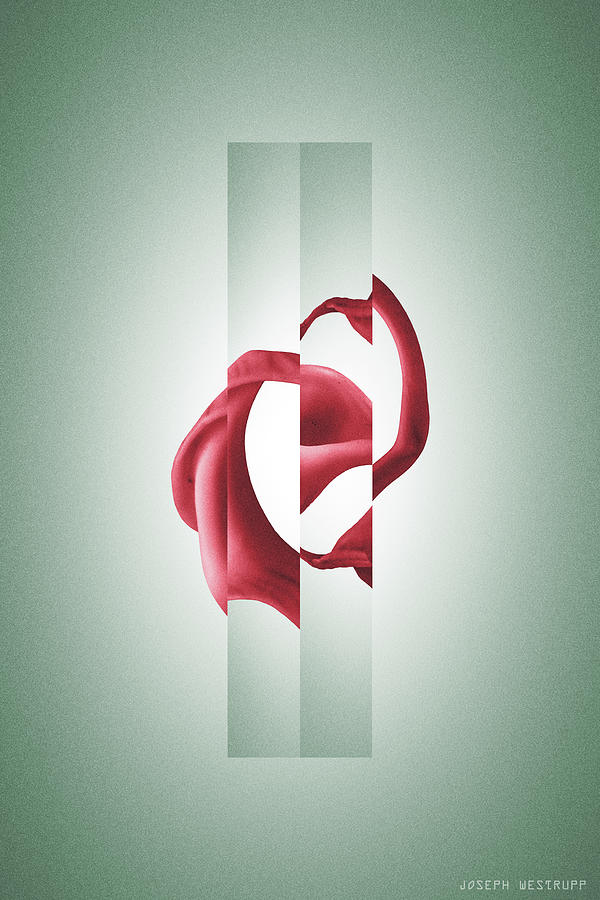 Rosa - Surreal Abstract Seashell Rose by Joseph Westrupp Rosa - Surreal Abstract Seashell Rose by Joseph Westrupp