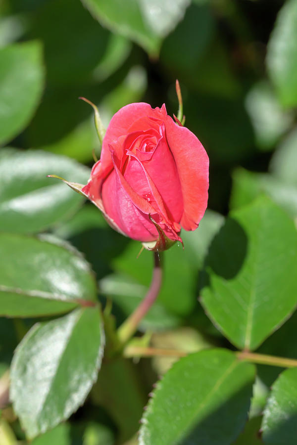 Rosa Sweet Fragrance Photograph by Dawn Cavalieri