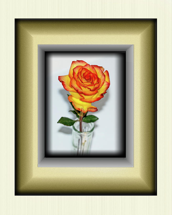 Rose 1 by Richard Risely Rose 1 by Richard Risely