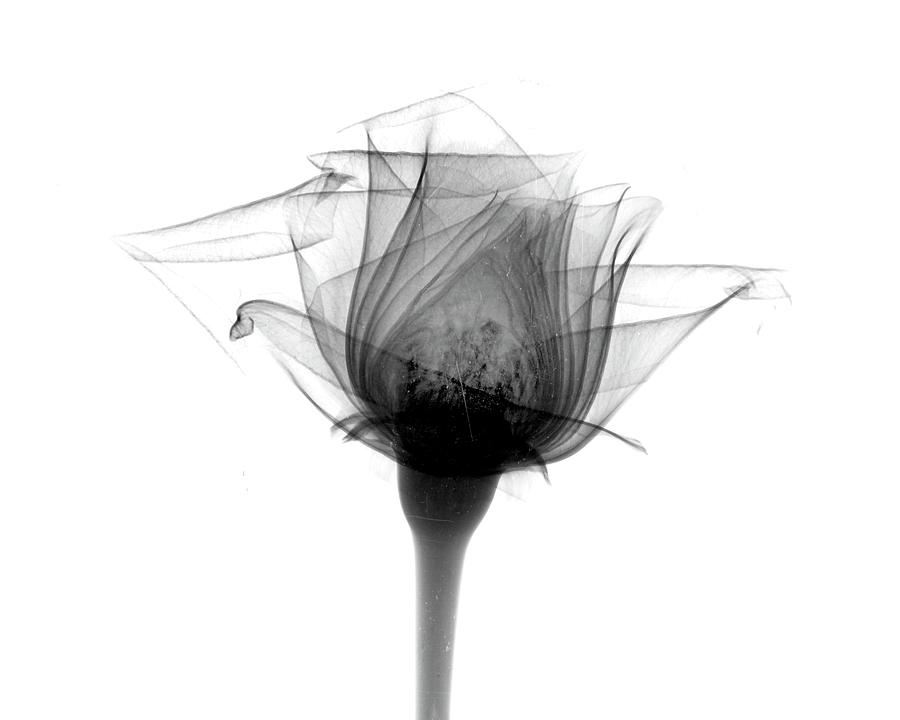 Rose #10 X-ray Photograph by Bert Myers