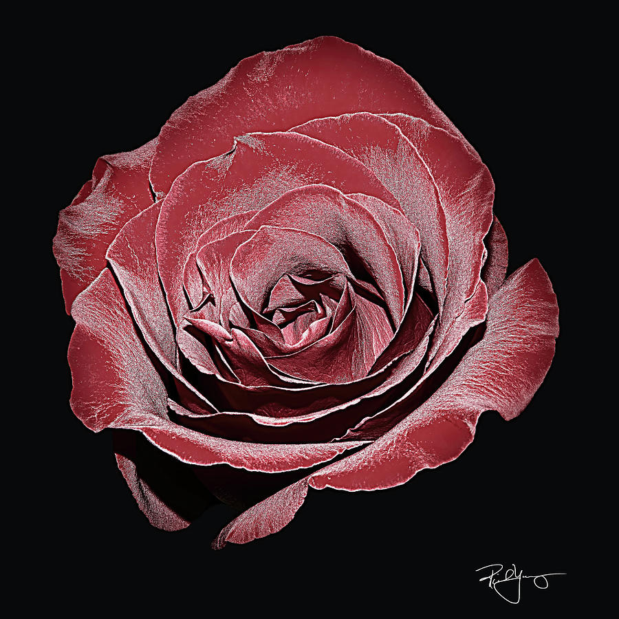 Rose 12x12 Photograph by Rich Young