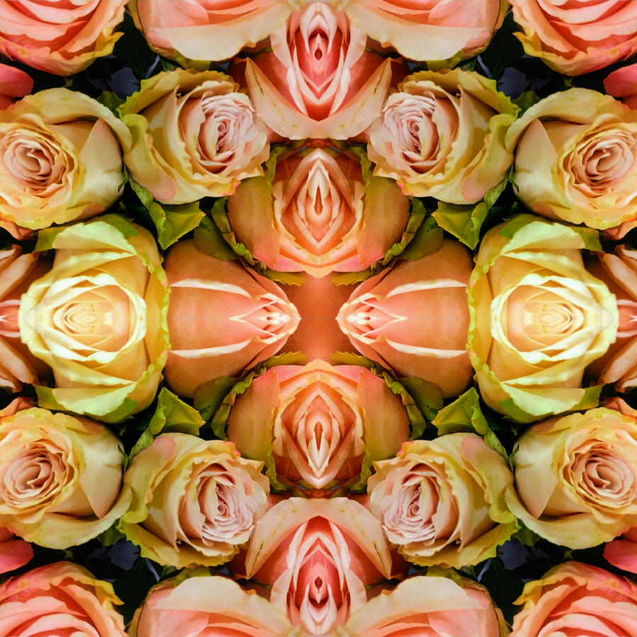 Rose 2 Digital Art by Scott S Baker