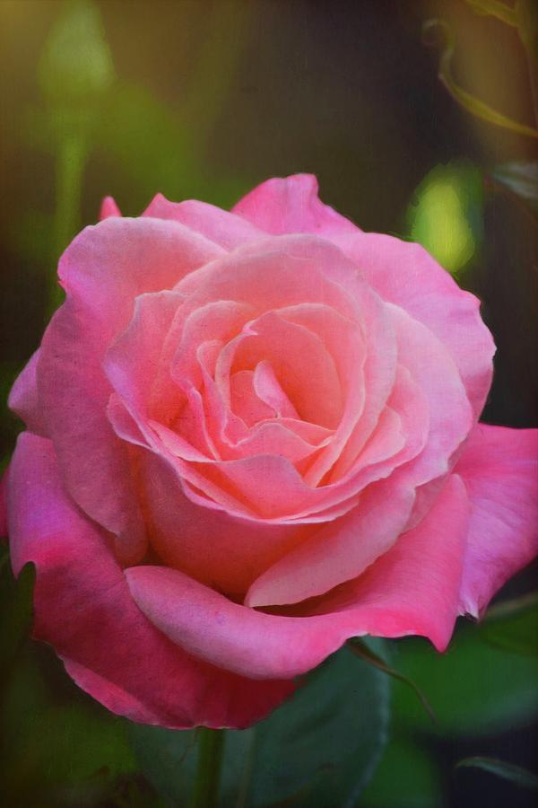 Rose 395 by Pamela Cooper Rose 395 by Pamela Cooper