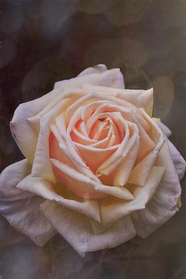 Rose 401 Photograph by Pamela Cooper