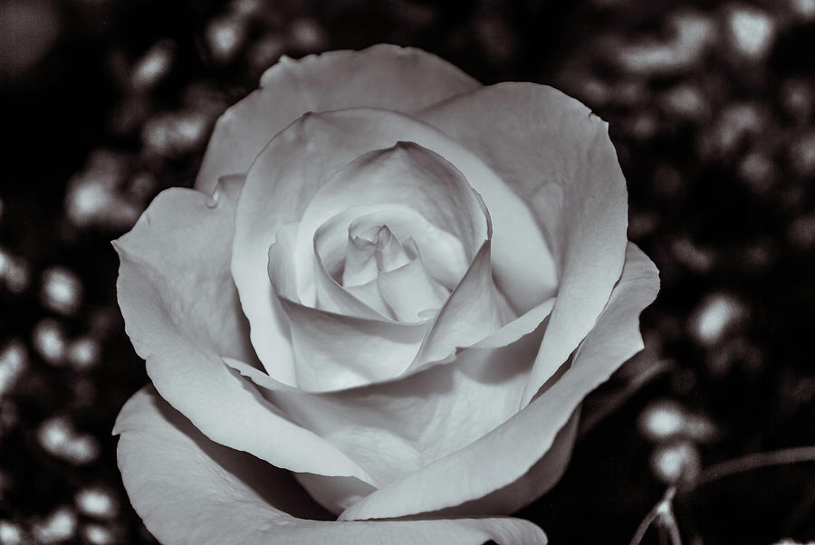 Rose 9166 by G L Sarti Rose 9166 by G L Sarti