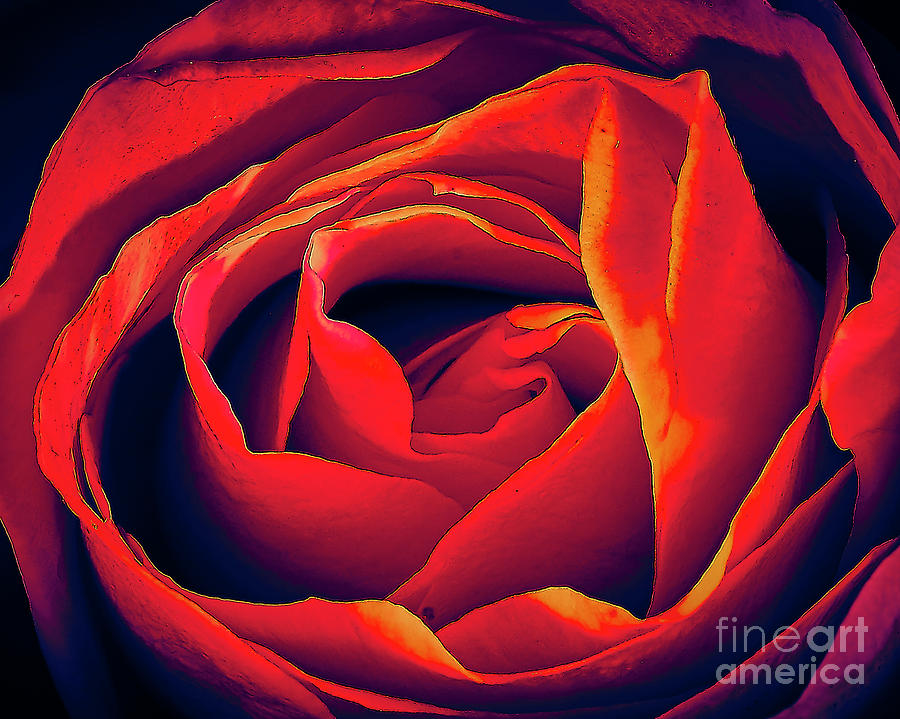 Rose Ablaze Photograph by Charles Muhle