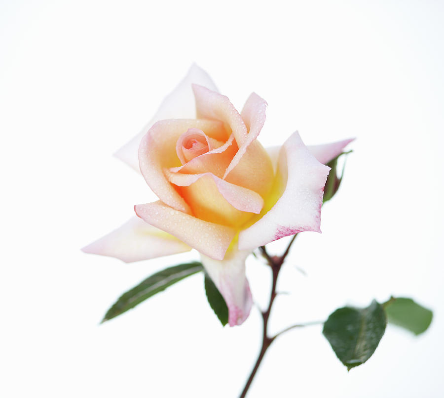 Rose Against White Background Photograph by Dougal Waters