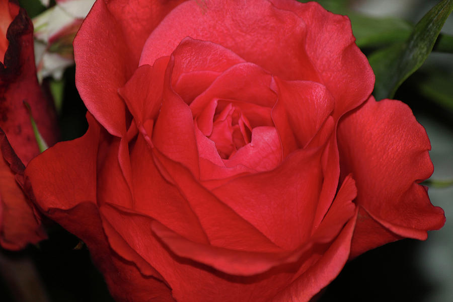 Flowers Still Life Photograph - Rose by Alina Avanesian Flowers Still Life Photograph - Rose by Alina Avanesian