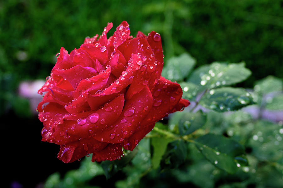 Rose and rain drops Photograph by Jay Binkly