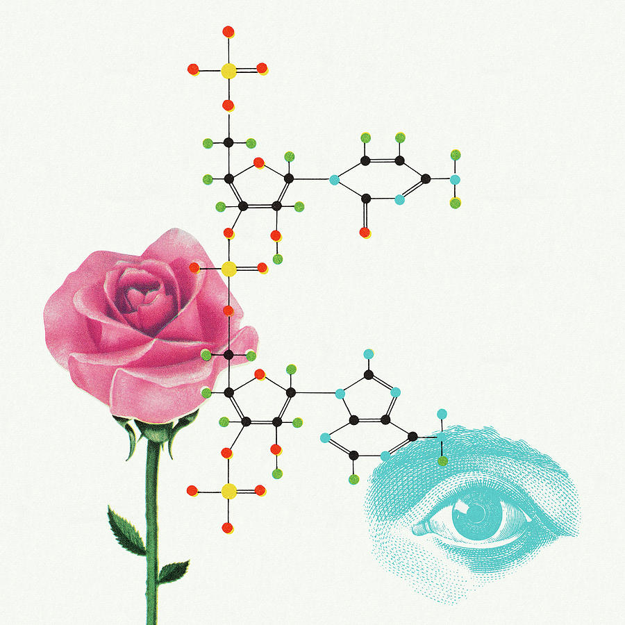 Vintage Drawing - Rose and Eye by CSA Images