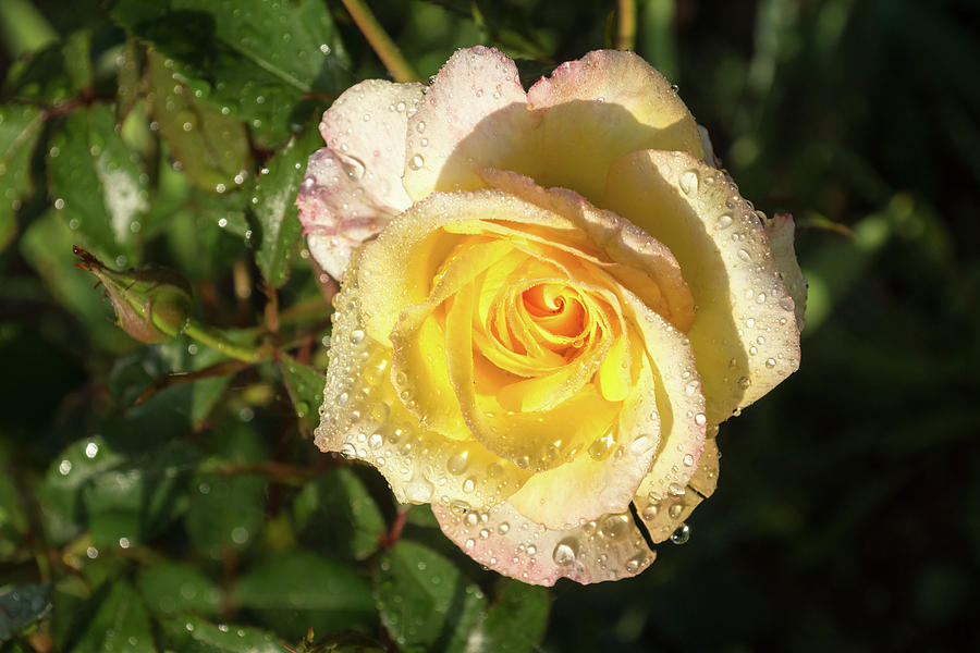 Rose And Rain - a Perfect Blend of Yellow and Pink Photograph by Georgia Mizuleva
