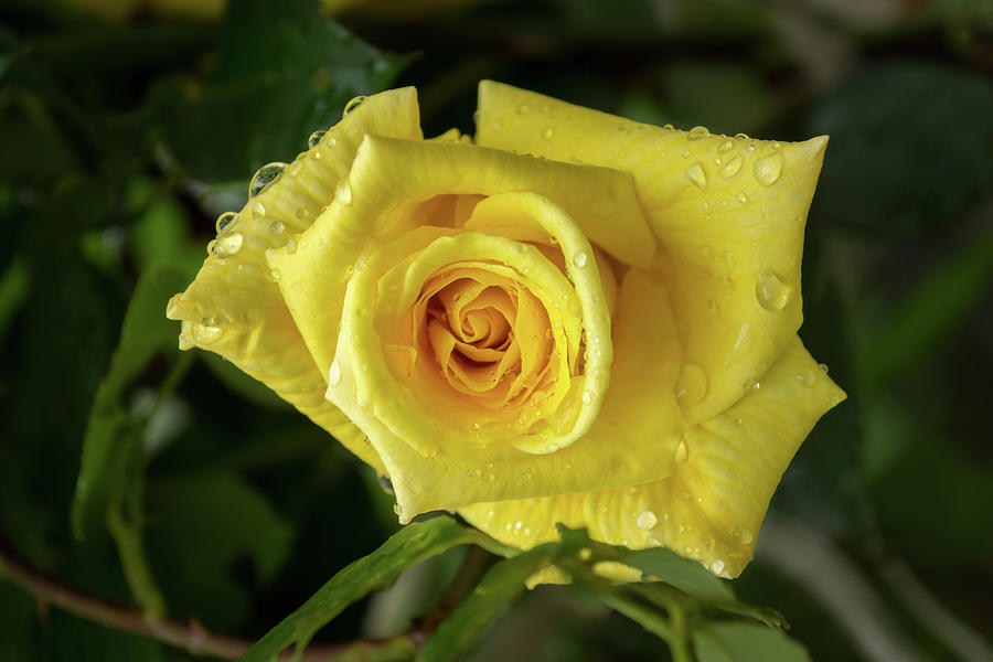 Rose And Rain - Cyber Yellow Rosebud Photograph by Georgia Mizuleva