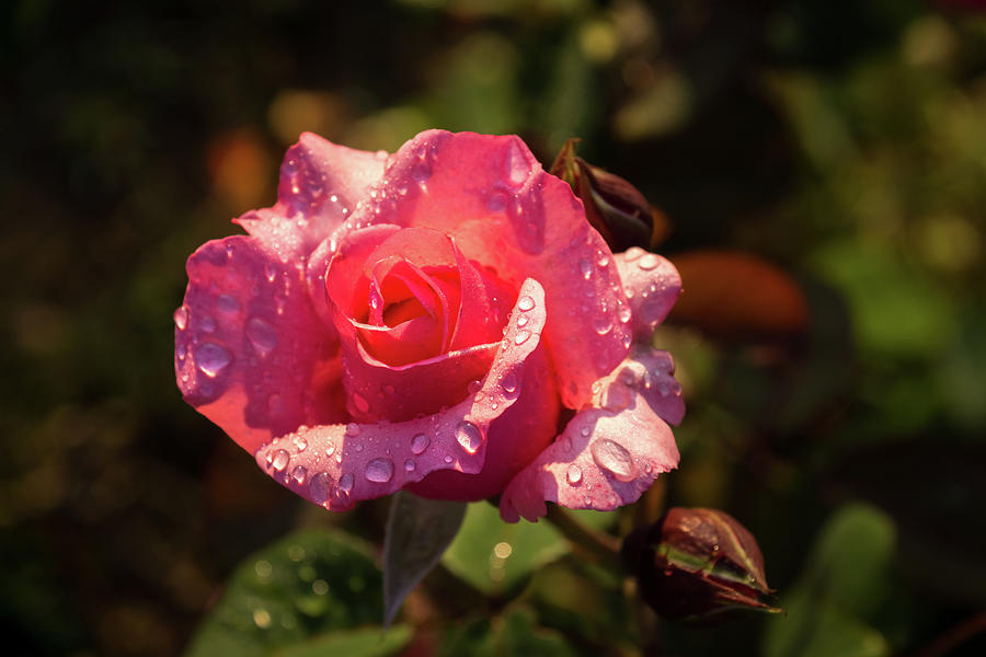 Rose And Rain - Juicy Pink Rosebud Photograph by Georgia Mizuleva