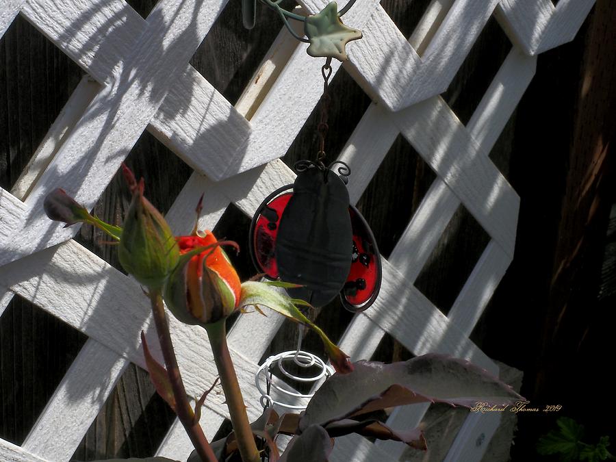 Rose and Wind Chime Photograph by Richard Thomas