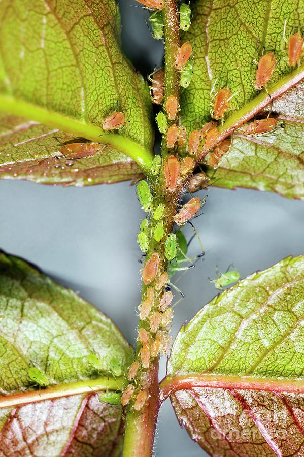 Rose Aphids Photograph By Dr Keith Wheeler Science Photo Library Fine