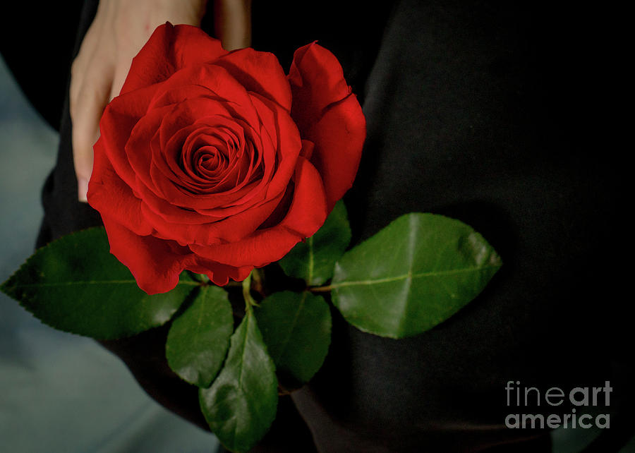 Rose are Red by Annerose Walz Rose are Red by Annerose Walz