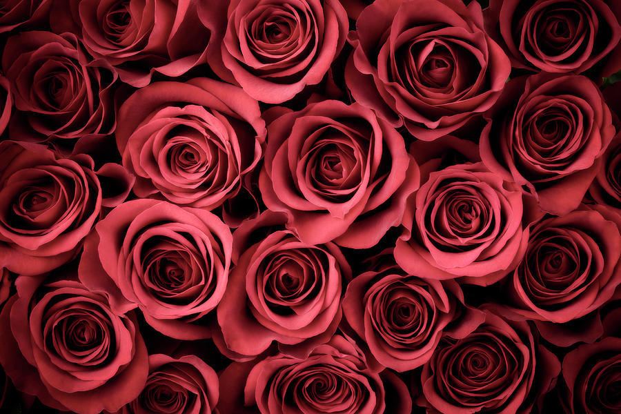 Rose Background Photograph by Liliboas