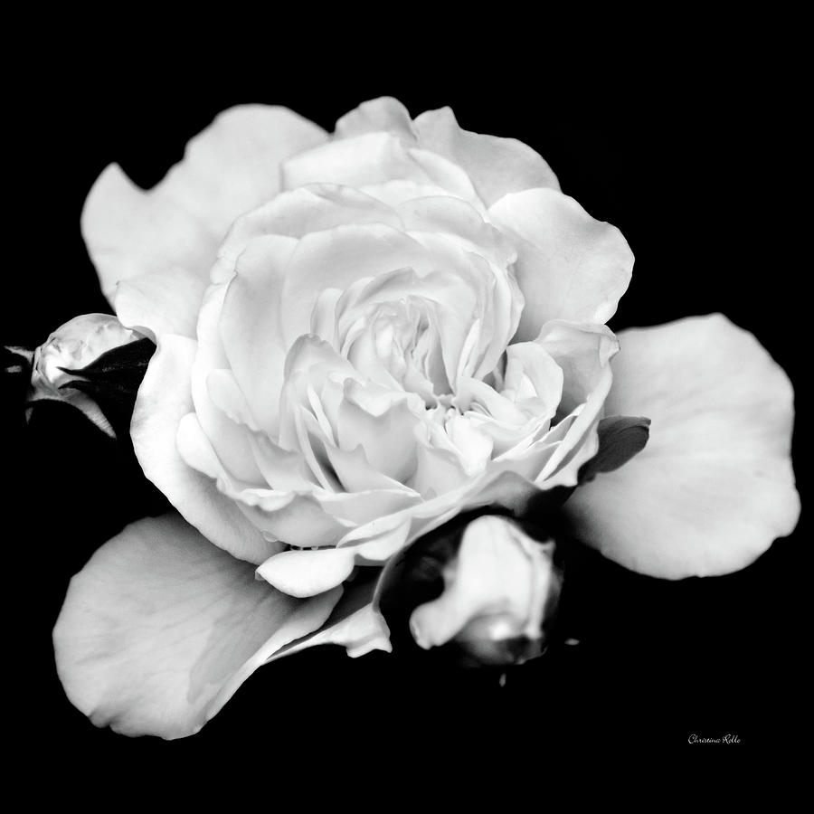 Rose Black and White Photograph by Christina Rollo