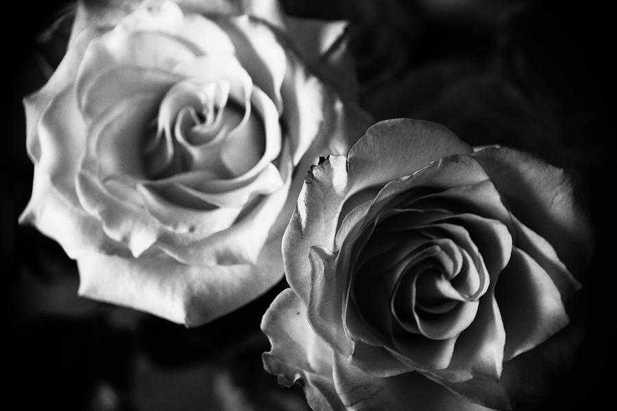 Rose Black and White Photograph by Terri Stanley - Fine Art America