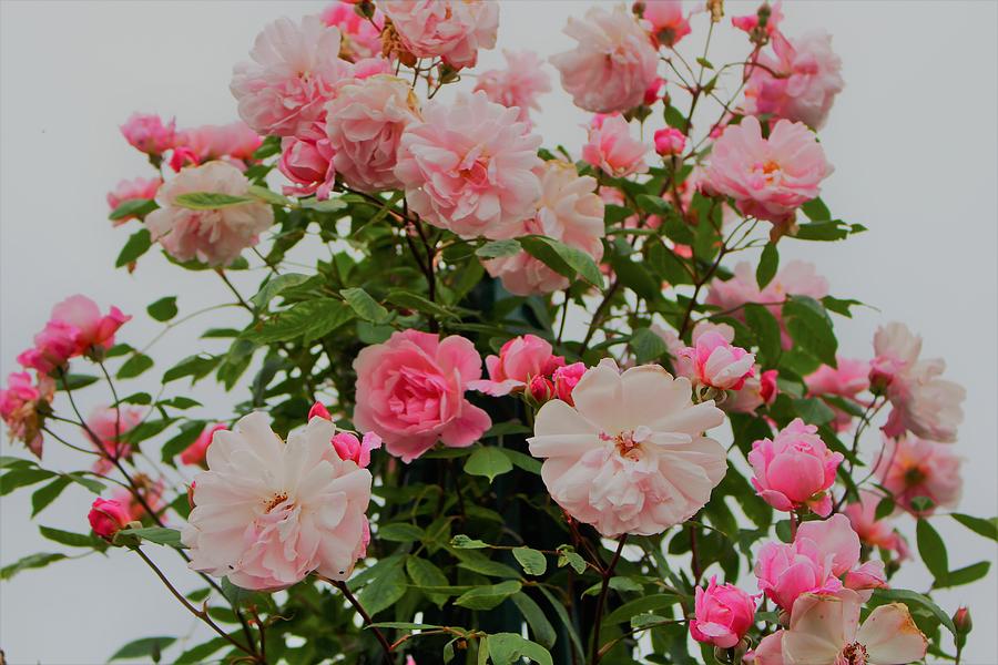 Rose Bouquet in Garden Photograph by Loretta S
