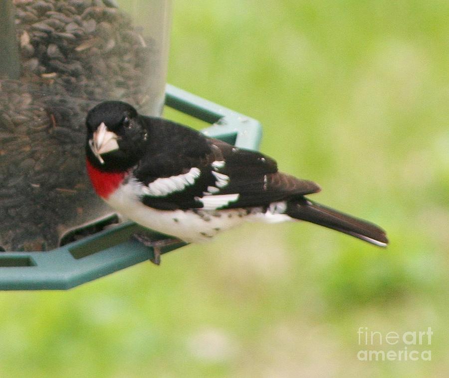 Rose Breasted Grosbeak Photograph by Barbara S Nickerson