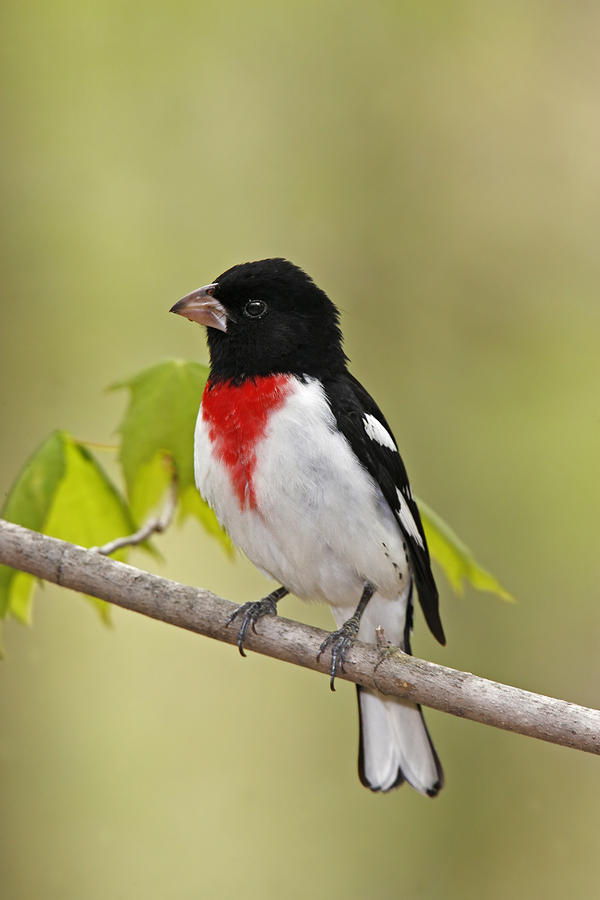 Rose-breasted Grosbeak Photograph by James Zipp Rose-breasted Grosbeak Photograph by James Zipp