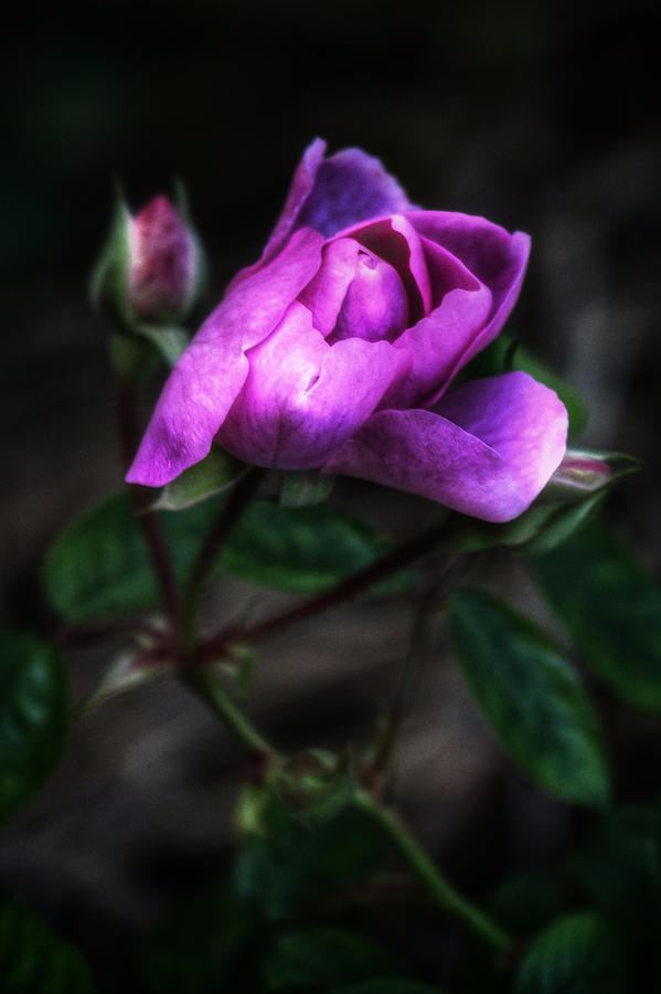 Rose Photograph by Brenda Wilcox aka Wildeyed n Wicked