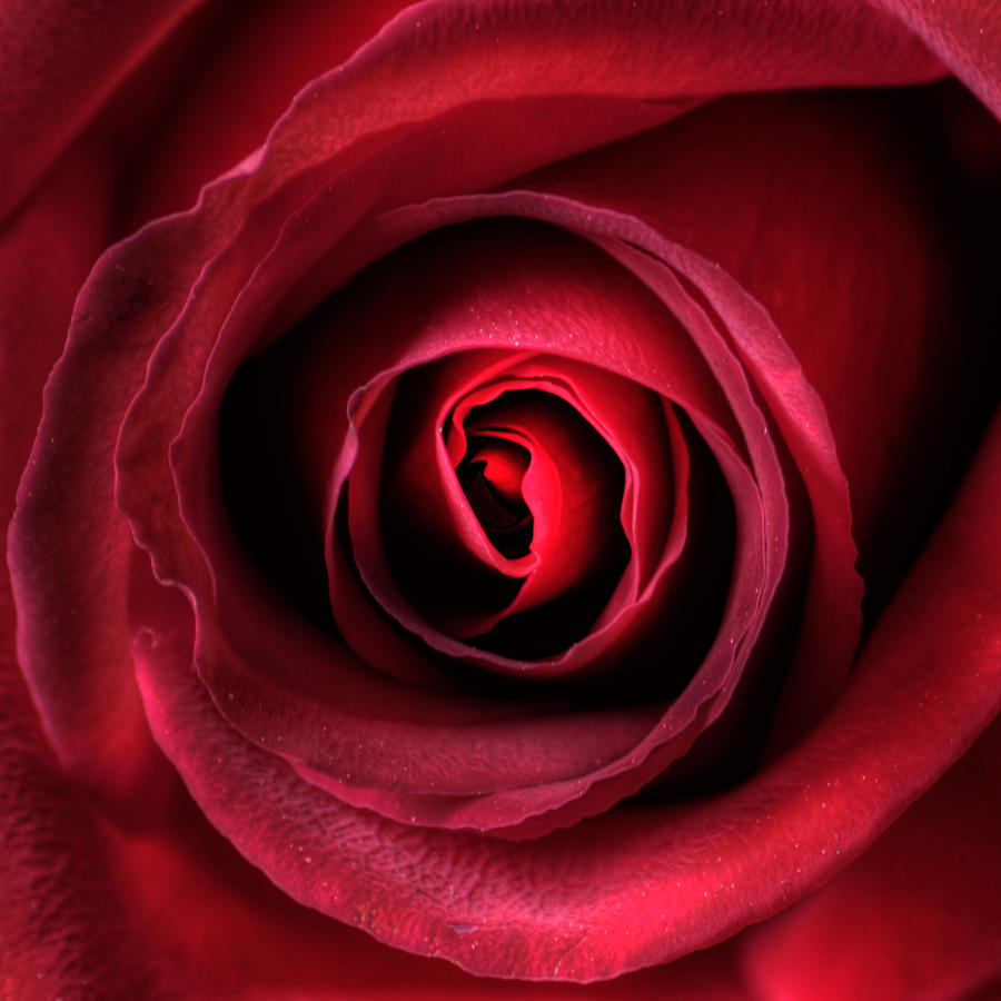 Rose Photograph - Rose by Brian Boudreau Photography
