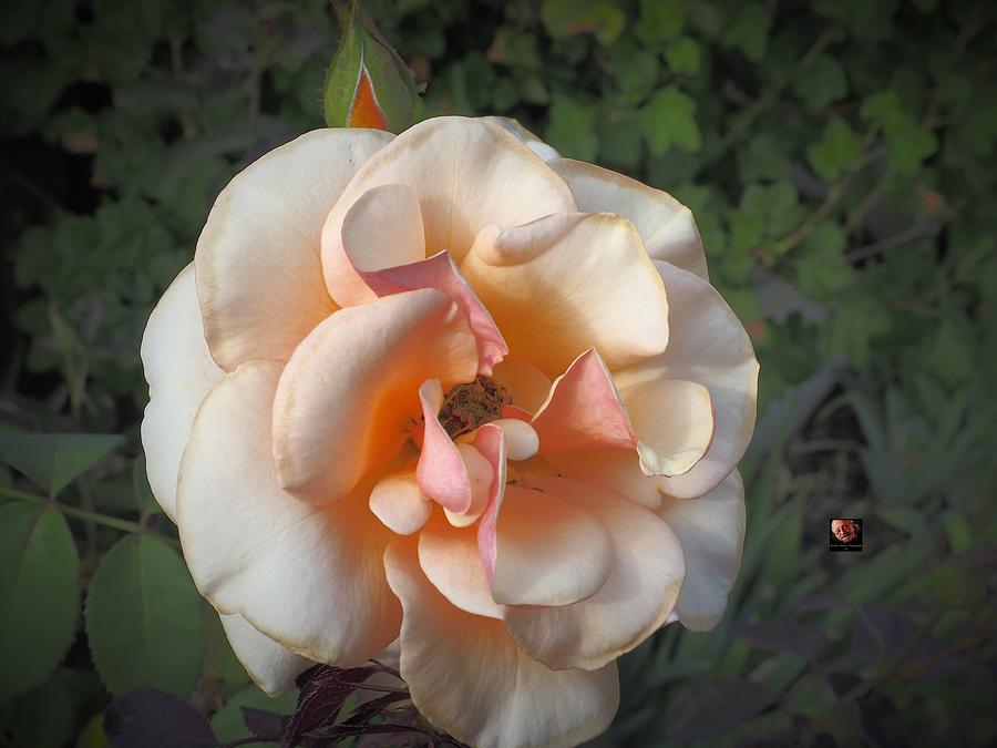 Rose Bud and Flower Photograph by Richard Thomas