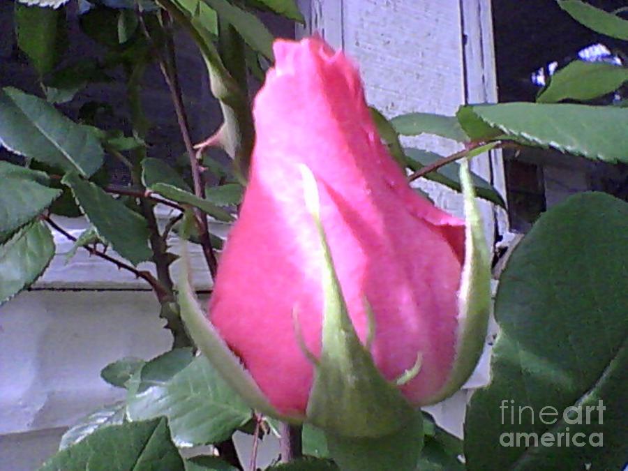 Rose Photograph - Rose Bud by Catherine Lott