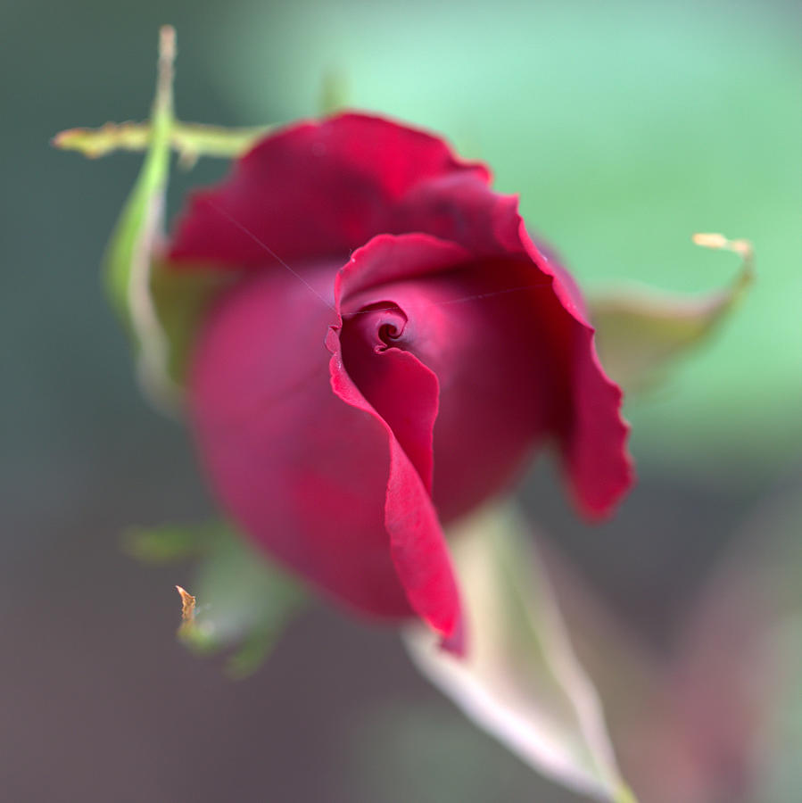 Rose Bud Photograph by Copyright Alex Hughes