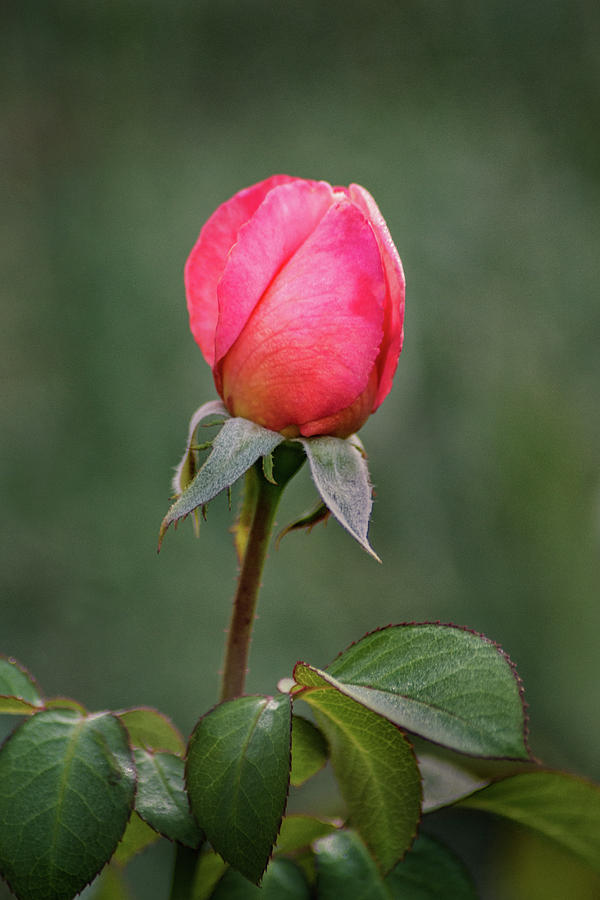 Rose Bud Photograph by Don Johnson