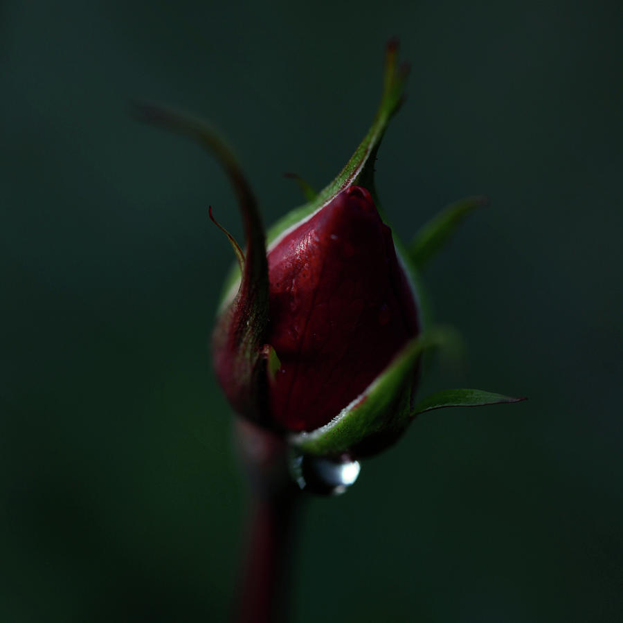 Rose Bud Photograph by Les Hirondelles Photography