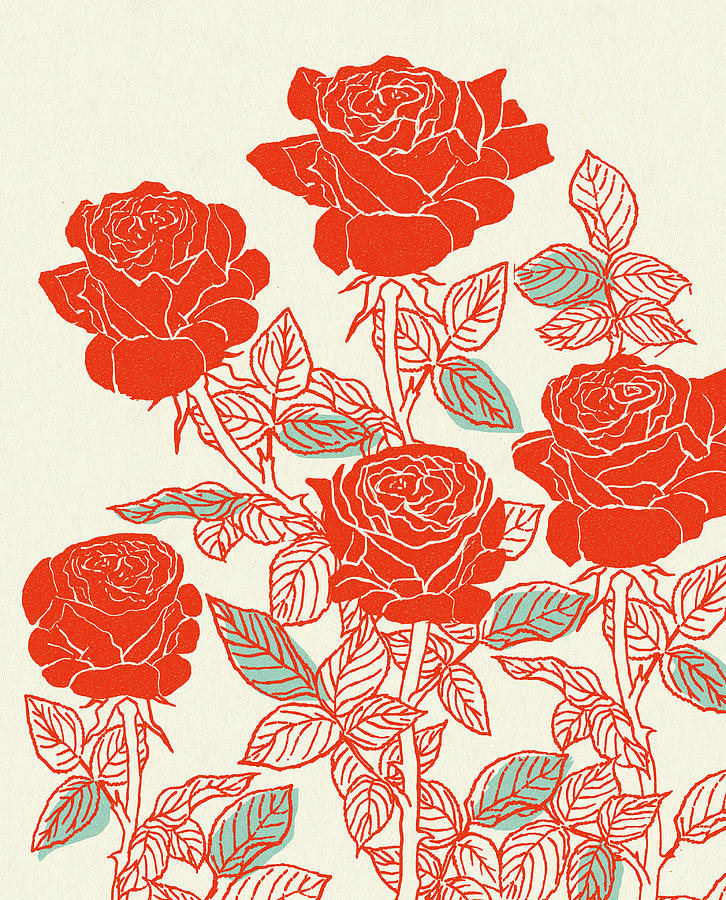 Vintage Drawing - Rose Bush by CSA Images