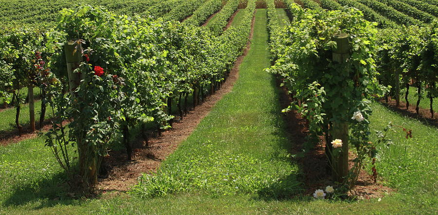 Rose Bushes And Grape Vine Rows Photograph