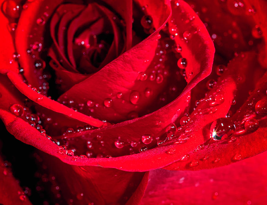 Rose by any other name Photograph by John Cooke | Fine Art America