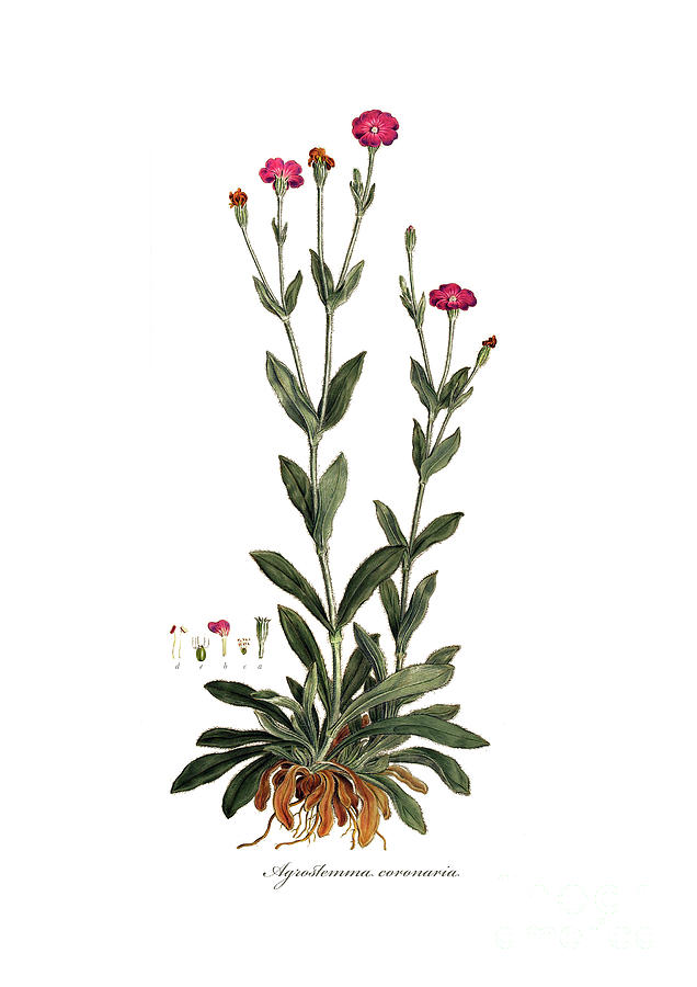 Nature Drawing - Rose campion by Ferdinand Bauer
