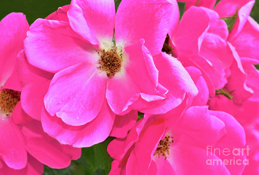 Rose Cluster In Deep Pink Photograph