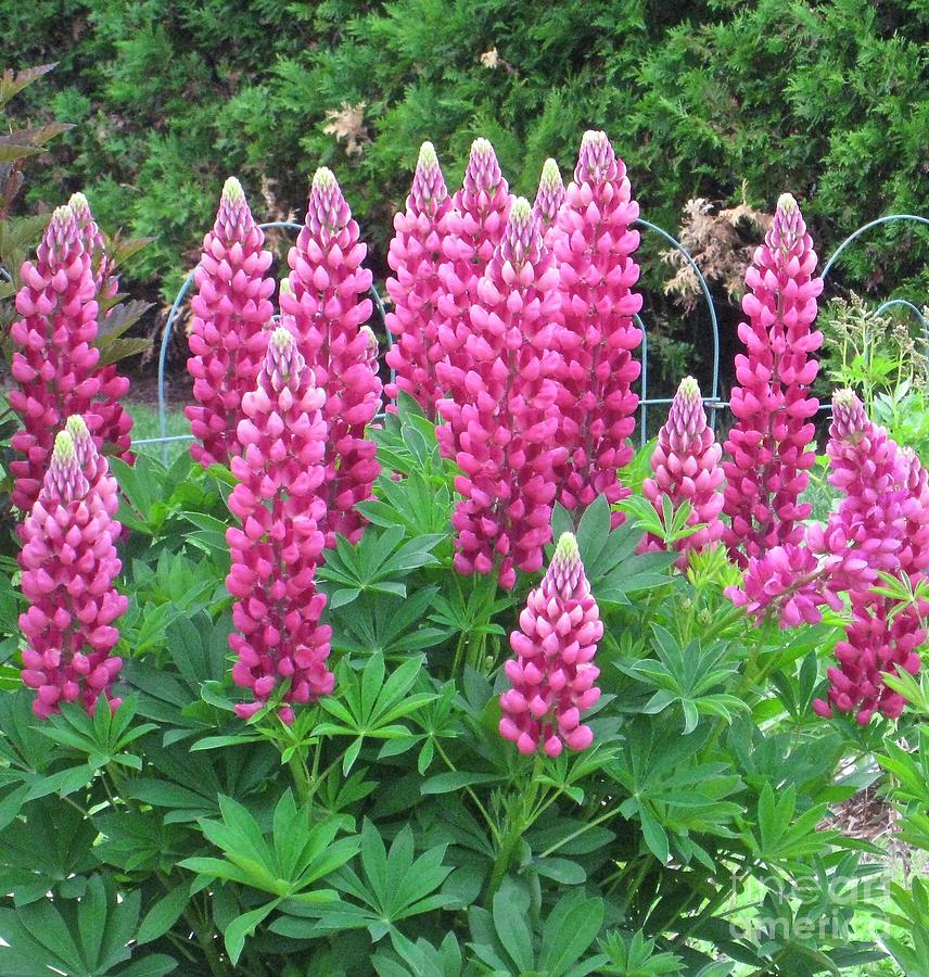 Flower Photograph - Rose Colored Lupines by Ann Brown