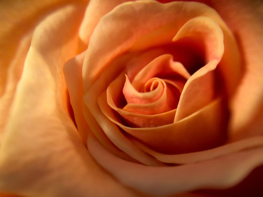 Melon-colored Rose Photograph by Anamar Pictures