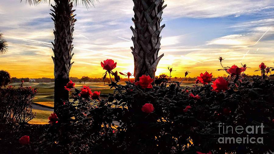Rose Colored Sunrise Photograph by Dave Pellegrini