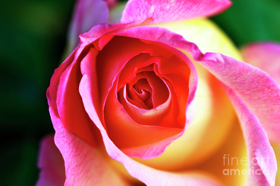 Rose Colors Photograph by John Rizzuto